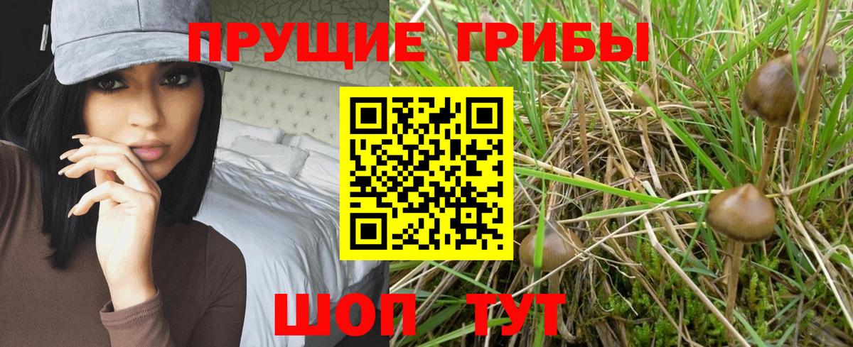 Галлюциногенные грибы Cubensis Выборг